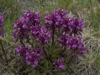 Pedicularis verticillata 8, Saxifraga-Willem van Kruijsbergen