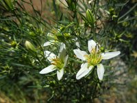 Peganum harmala 2, Saxifraga-Ed Stikvoort