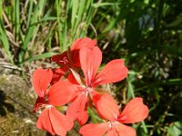 Pelargonium peltatum 2, Saxifraga-Rutger Barendse