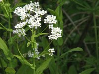 Peltaria alliacea 2, Saxifraga-Jasenka Topic