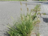 Pennisetum alopecuroides 2, Breed lampenpoetsergras, Saxifraga-Rutger Barendse