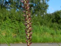 Pennisetum flaccidum 3, Slank lampenpoetsergras, Saxifraga-Rutger Barendse