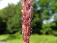 Pennisetum flaccidum 5, Slank lampenpoetsergras, Saxifraga-Rutger Barendse