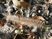 Pennisetum setaceum 2, Saxifraga-Rutger Barendse