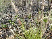 Pennisetum setaceum 3, Saxifraga-Rutger Barendse