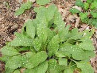 Pentaglottis sempervirens 10, Overblijvende ossentong, Saxifraga-Rutger Barends