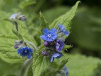 Pentaglottis sempervirens 18, Overblijvende ossentong, Saxifraga-Willem van Kruijsbergen