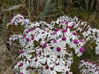 Pericallis webbii 3, Saxifraga-Rutger Barendse