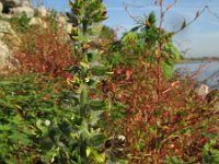 Perilla frutescens 4, Japanse munt, Saxifraga-Rutger Barendse