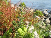 Perilla frutescens 7, Japanse munt, Saxifraga-Rutger Barendse