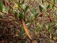 Periploca laevigata 5, Saxifraga-Ed Stikvoort