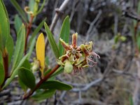 Periploca laevigata 6, Saxifraga-Ed Stikvoort