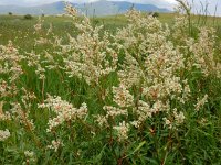 Persicaria alpina 12, Saxifraga-Ed Stikvoort