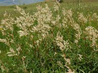 Persicaria alpina 14, Saxifraga-Ed Stikvoort