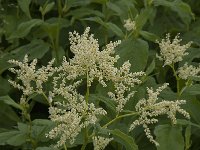 Persicaria alpina 2, Saxifraga-Jan van der Straaten