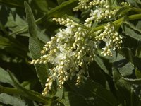 Persicaria alpina 9, Saxifraga-Jan van der Straaten