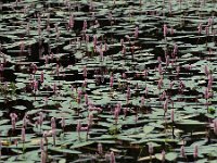 Persicaria amphibia 4, Veenwortel, Saxifraga-Mark Zekhuis