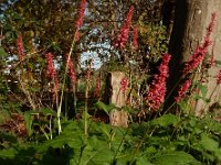 Persicaria amplexicaulis 10, Doorgroeide duizendknoop, Saxifraga-Ed Stikvoort