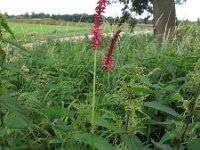 Persicaria amplexicaulis 2, Doorgroeide duizendknoop, Saxifraga-Rutger Barendse