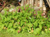 Persicaria amplexicaulis 4, Doorgroeide duizendknoop, Saxifraga-Rutger Barends