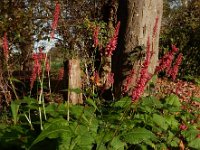 Persicaria amplexicaulis 7, Doorgroeide duizendknoop, Saxifraga-Ed Stikvoort