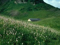 Persicaria bistorta