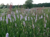 Persicaria bistorta 11, Adderwortel, Saxifraga-Hans Boll