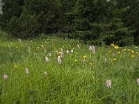 Persicaria bistorta 14, Adderwortel, Saxifraga-Willem van Kruijsbergen