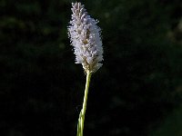 Persicaria bistorta 18, Adderwortel, Saxifraga-Marijke Verhagen