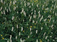 Persicaria bistorta 2, Adderwortel, Saxifraga-Jan van der Straaten