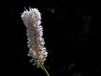 Persicaria bistorta 20, Adderwortel, Saxifraga-Marijke Verhagen