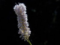 Persicaria bistorta 21, Adderwortel, Saxifraga-Marijke Verhagen