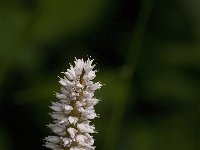 Persicaria bistorta 23, Adderwortel, Saxifraga-Jan van der Straaten