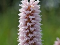 Persicaria bistorta 24, Adderwortel, Saxifraga-Hans Dekker