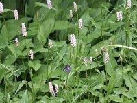 Persicaria bistorta 25, Adderwortel, Saxifraga-Peter Meininger