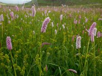 Persicaria bistorta 28, Adderwortel, Saxifraga-Ed Stikvoort