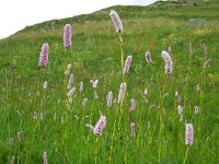 Persicaria bistorta 29, Adderwortel, Saxifraga-Ed Stikvoort