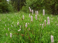 Persicaria bistorta 30, Adderwortel, Saxifraga-Ed Stikvoort