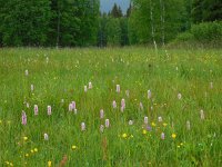 Persicaria bistorta 32, Adderwortel, Saxifraga-Ed Stikvoort