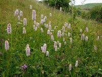 Persicaria bistorta 34, Adderwortel, Saxifraga-Ed Stikvoort