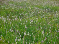 Persicaria bistorta 35, Adderwortel, Saxifraga-Ed Stikvoort