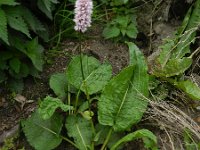 Persicaria bistorta 37, Adderwortel, Saxifraga-Rutger Barendse