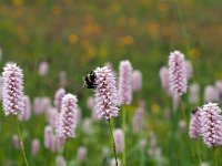 Persicaria bistorta 41, Adderwortel, Saxifraga-Hans Dekker