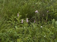 Persicaria bistorta 48, Adderwortel, Saxifraga-Jan van der Straaten