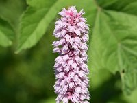 Persicaria bistorta 49, Adderwortel, Saxifraga-Sonja Bouwman  725. Adderwortel - Persicaria bistorta - Polygonaceae familie (i) Linschoten