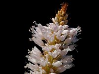 Persicaria bistorta 7, Adderwortel, Saxifraga-Jan van der Straaten