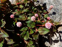 Persicaria capitata 11, Kogelduizendknoop, Saxifraga-Ed Stikvoort