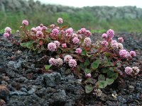 Persicaria capitata 2, Kogelduizendknoop, Saxifraga-Ed Stikvoort