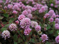 Persicaria capitata 3, Kogelduizendknoop, Saxifraga-Ed Stikvoort