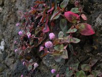 Persicaria capitata 4, Kogelduizendknoop, Saxifraga-Ed Stikvoort